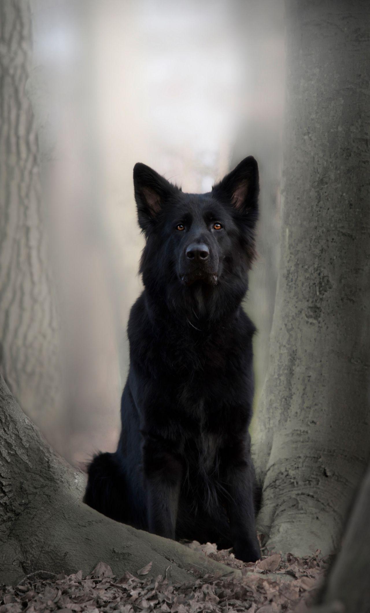 1280x2120 Download 1280x2120 wallpaper black dog, german shepherd, animal, outdoor, iphone 6 plus, 1280x2120 HD image, background, 3122