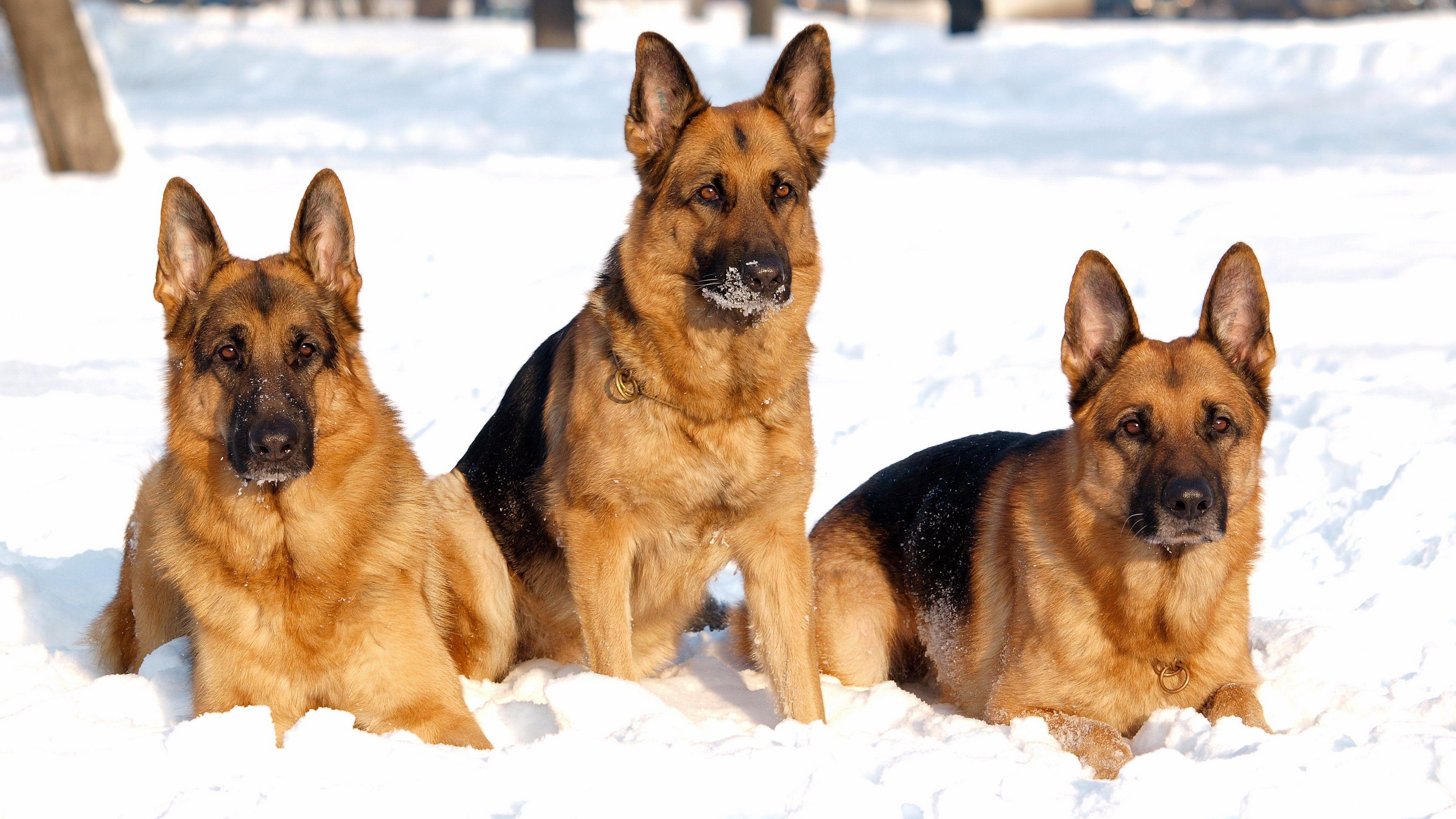 3840x2160 german shepherd dogs in winter time HD wallpaper. Mocah.org HD Wallpaper