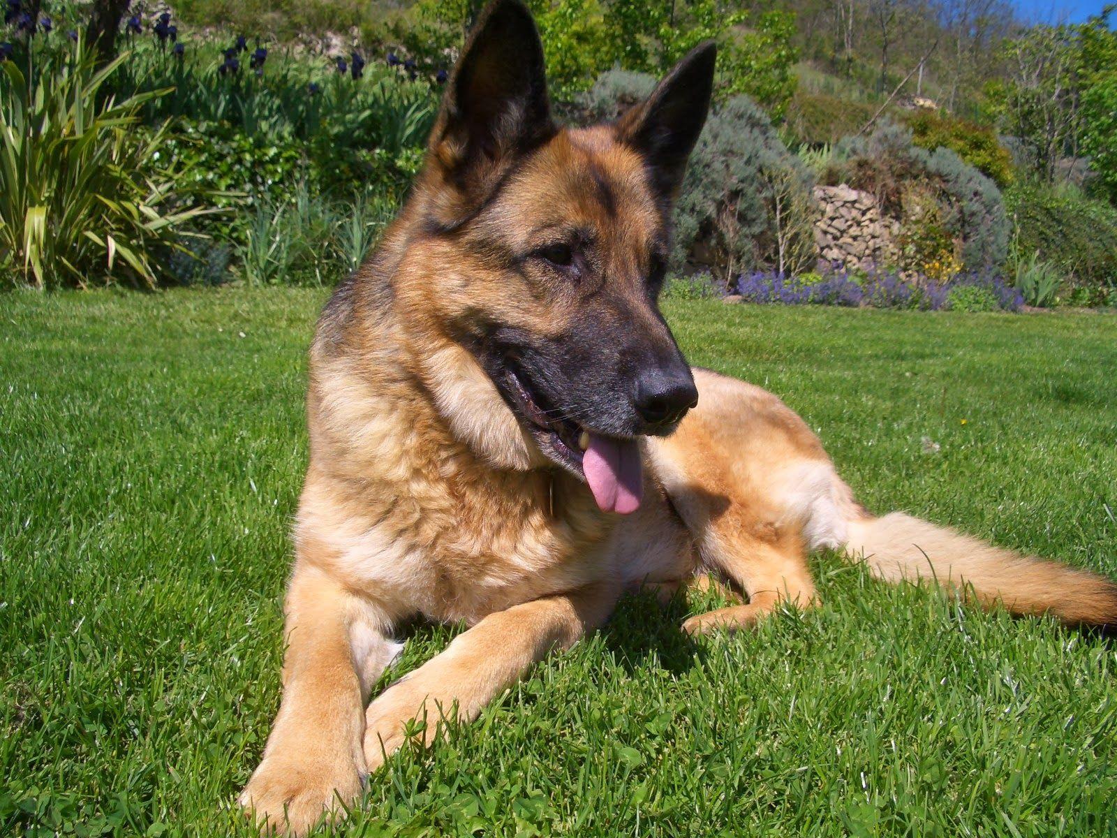 1600x1200 German shepherd and a cute kitten wallpaper. Wallpaper Wide HD