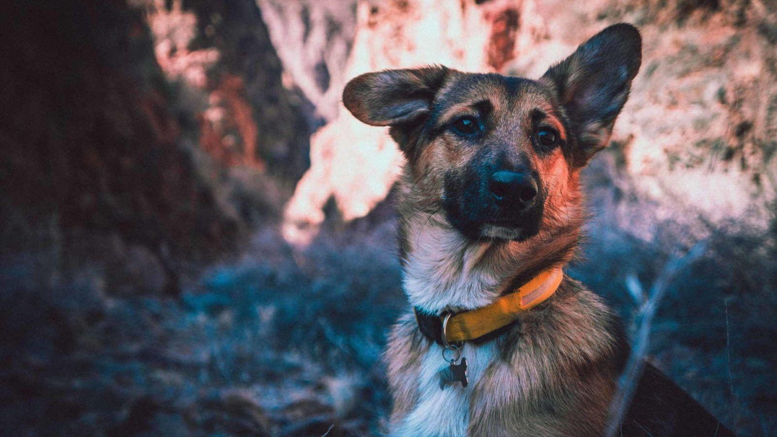 1600x900 Picture Of Baby German Shepherd