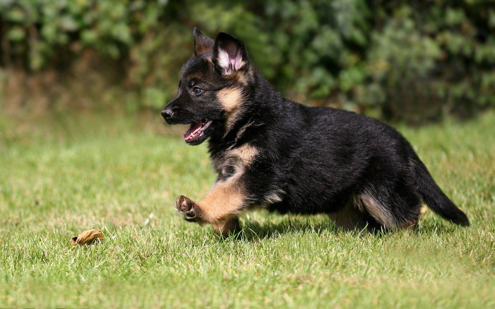 1680x1050 Animals Dog Puppies German Shepherd Wallpaper And Background Shepherd Puppy Dubai, Download Wallpaper