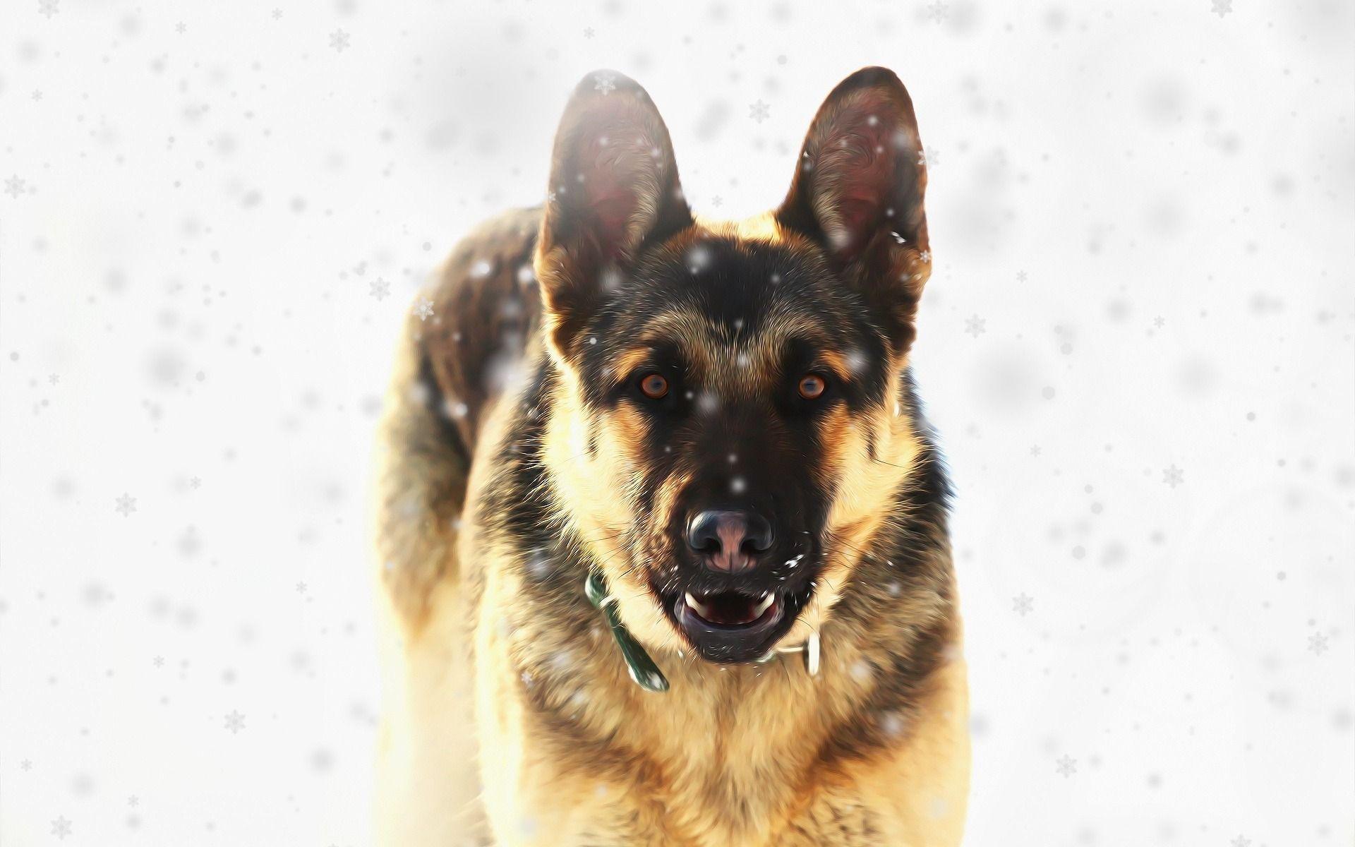 1920x1200 Download wallpaper German Shepherd Dog, art, winter, snow, pets, dogs for desktop with resolution 1920x1200. High Quality HD picture wallpaper