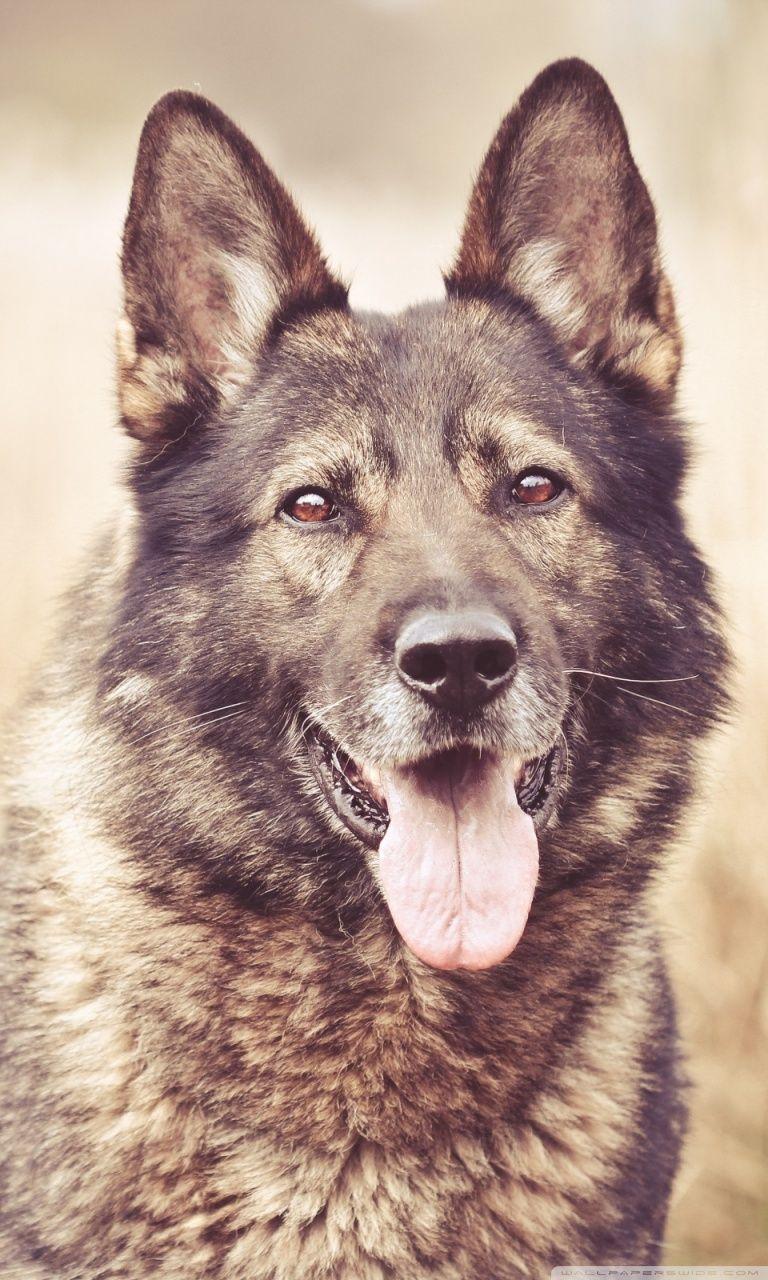 768x1280 German Shepherd Dog Ultra HD Desktop Background Wallpaper for 4K UHD TV : Tablet