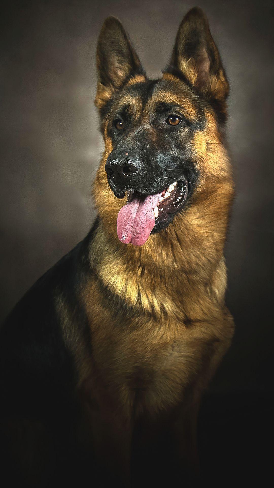 1080x1920 German Shepherd Dog Wallpaper