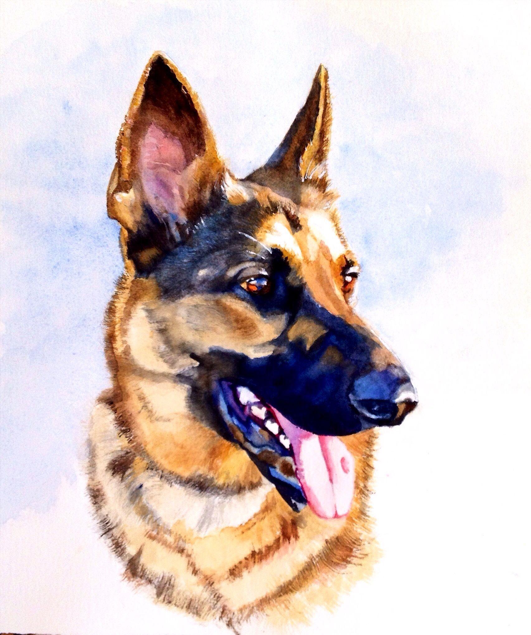 1705x2039 Zeus, German Shepherd in watercolor. Arches 140 lb. paper. Šablóny