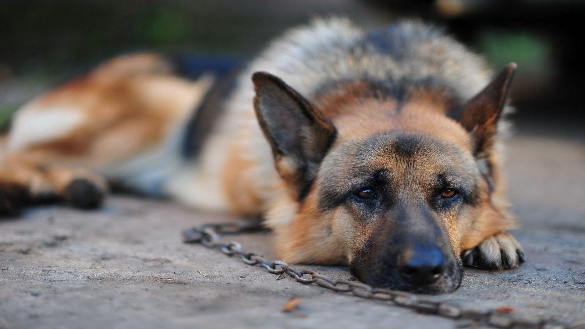 1920x1080 German Shepherd wallpaperx1080