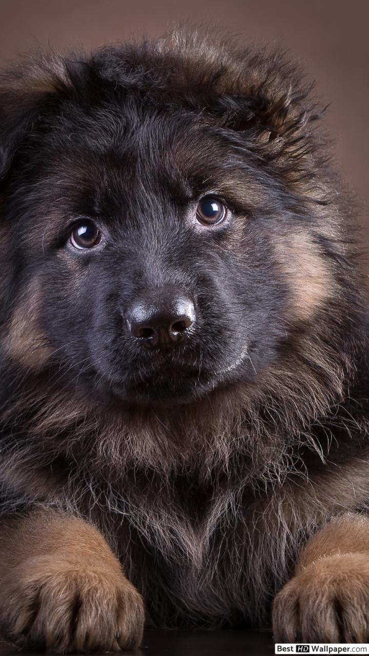 720x1280 Adorable German Shepherd puppy HD wallpaper download