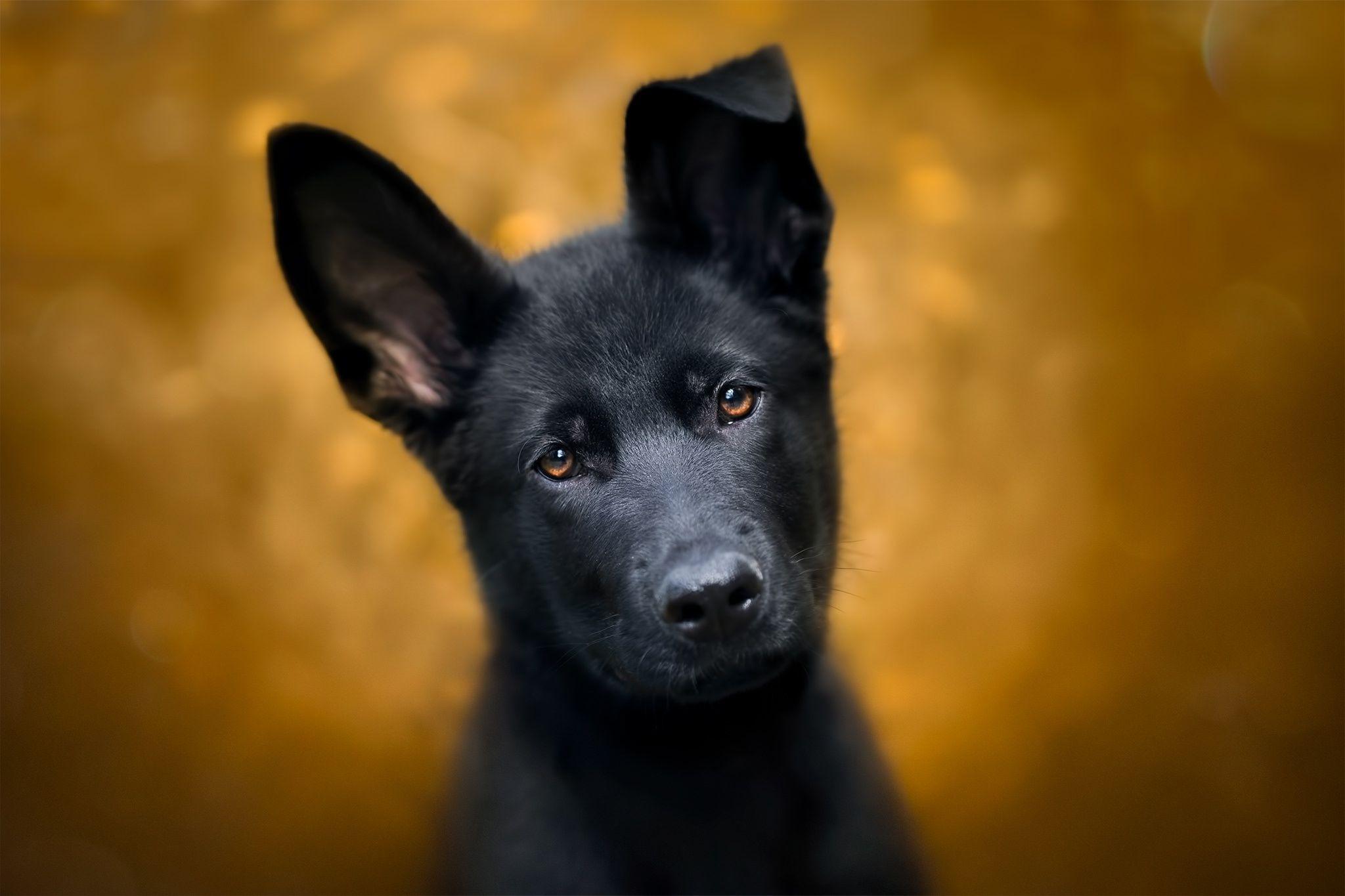 2048x1365 2048x1365 Baby Animal, Dog, German Shepherd, Muzzle, Puppy, Stare. Mocah.org HD Wallpaper