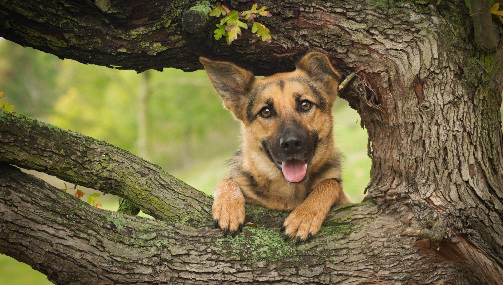 2117x1200 Wallpaper Of German Shepherds