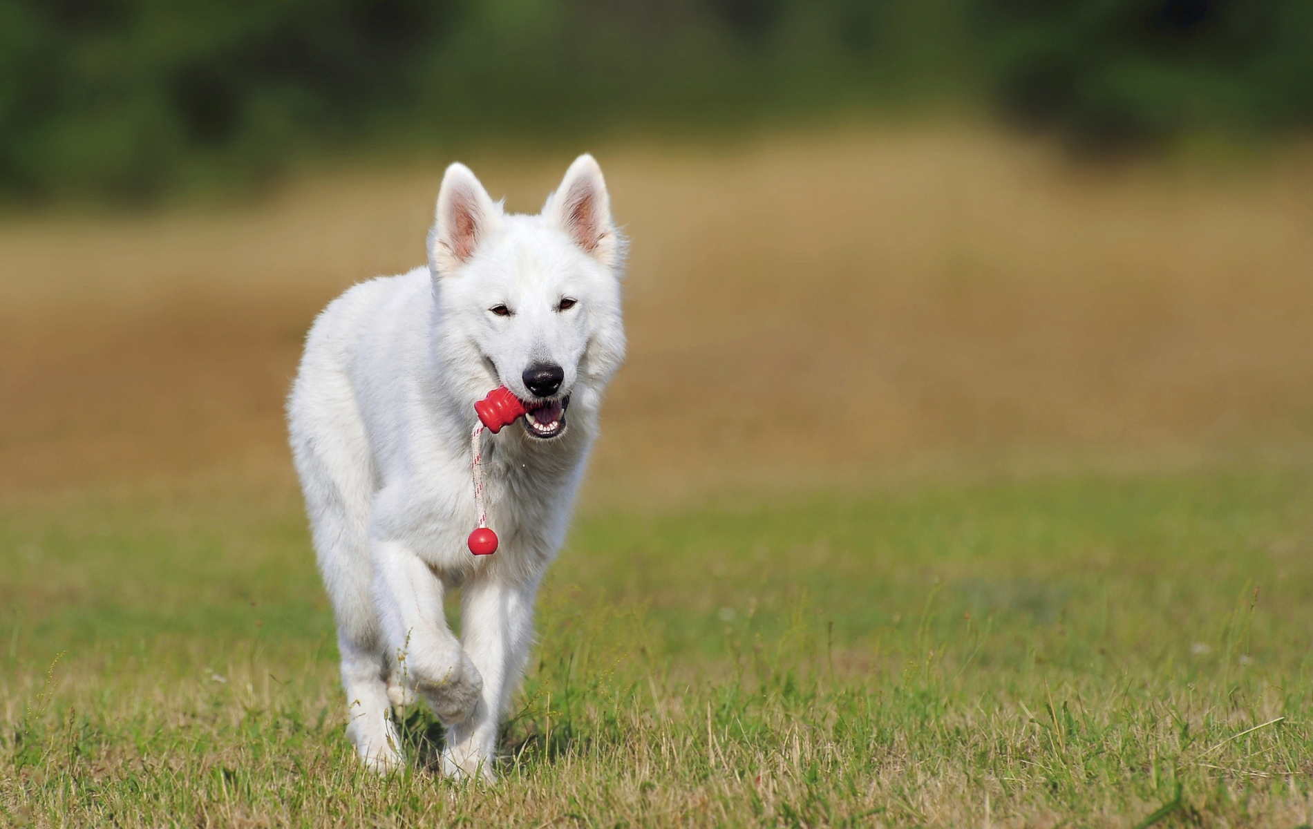 1900x1200 German Shepherd White