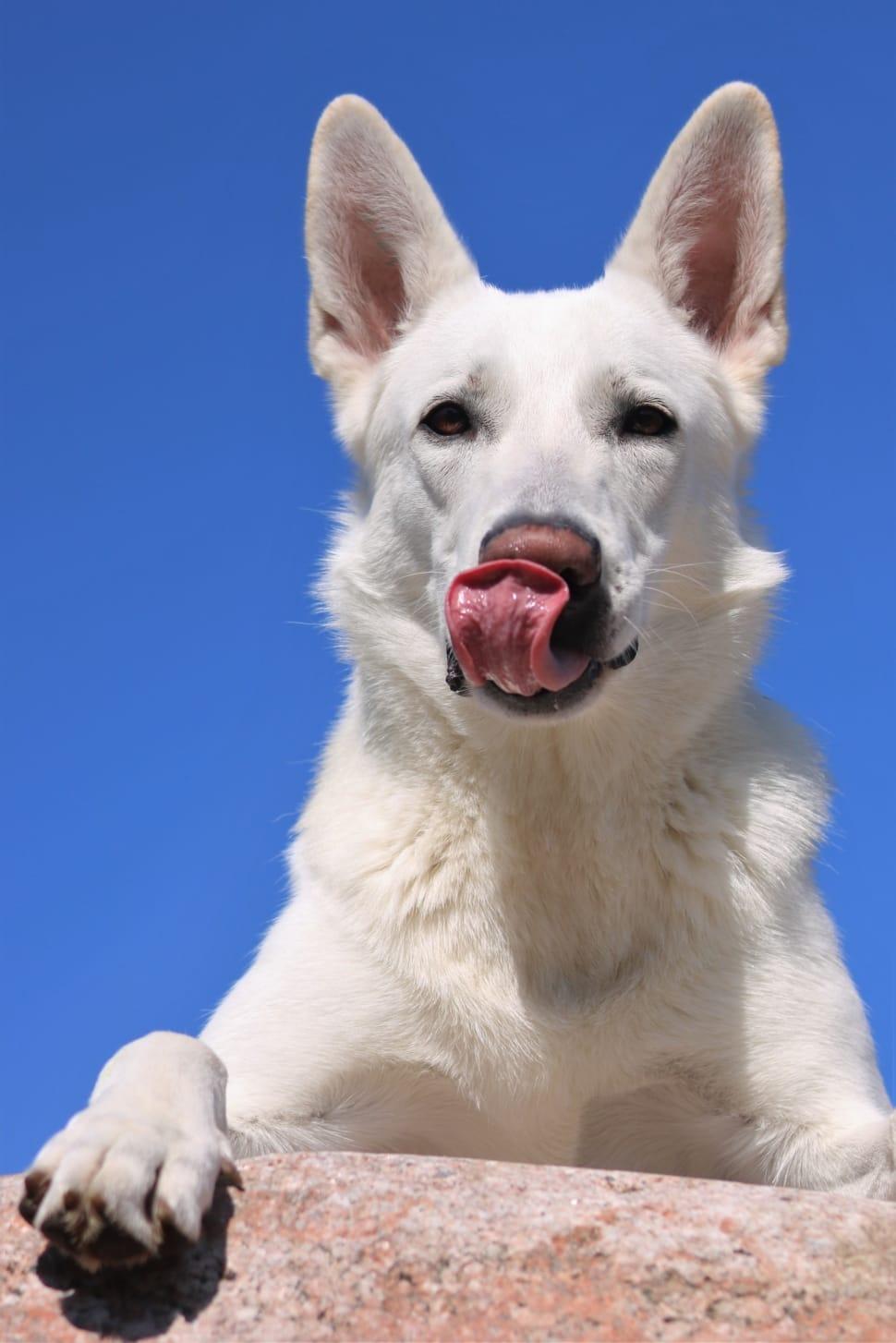 970x1454 white german shepherd free image