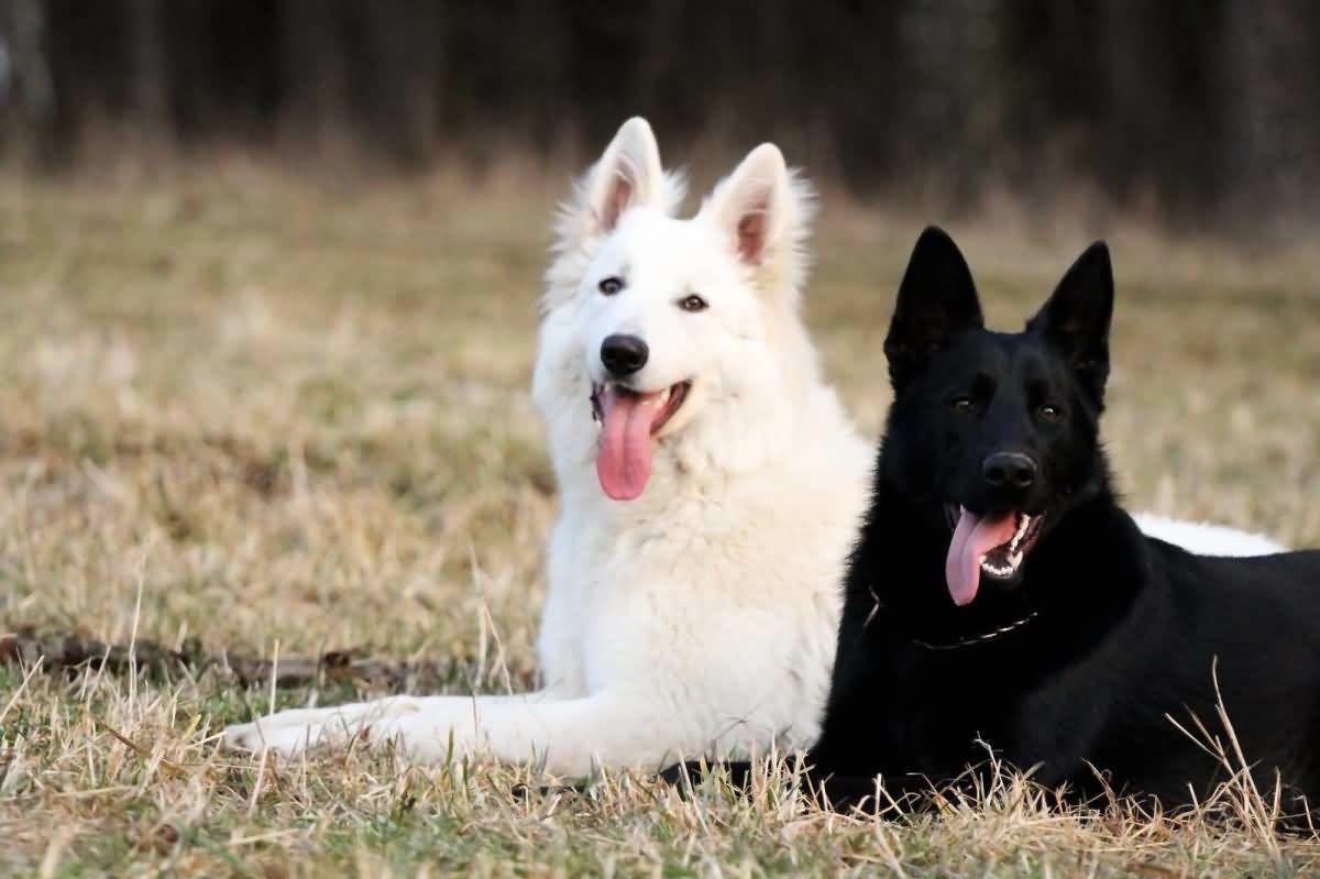1200x799 White German Shepherd Pups