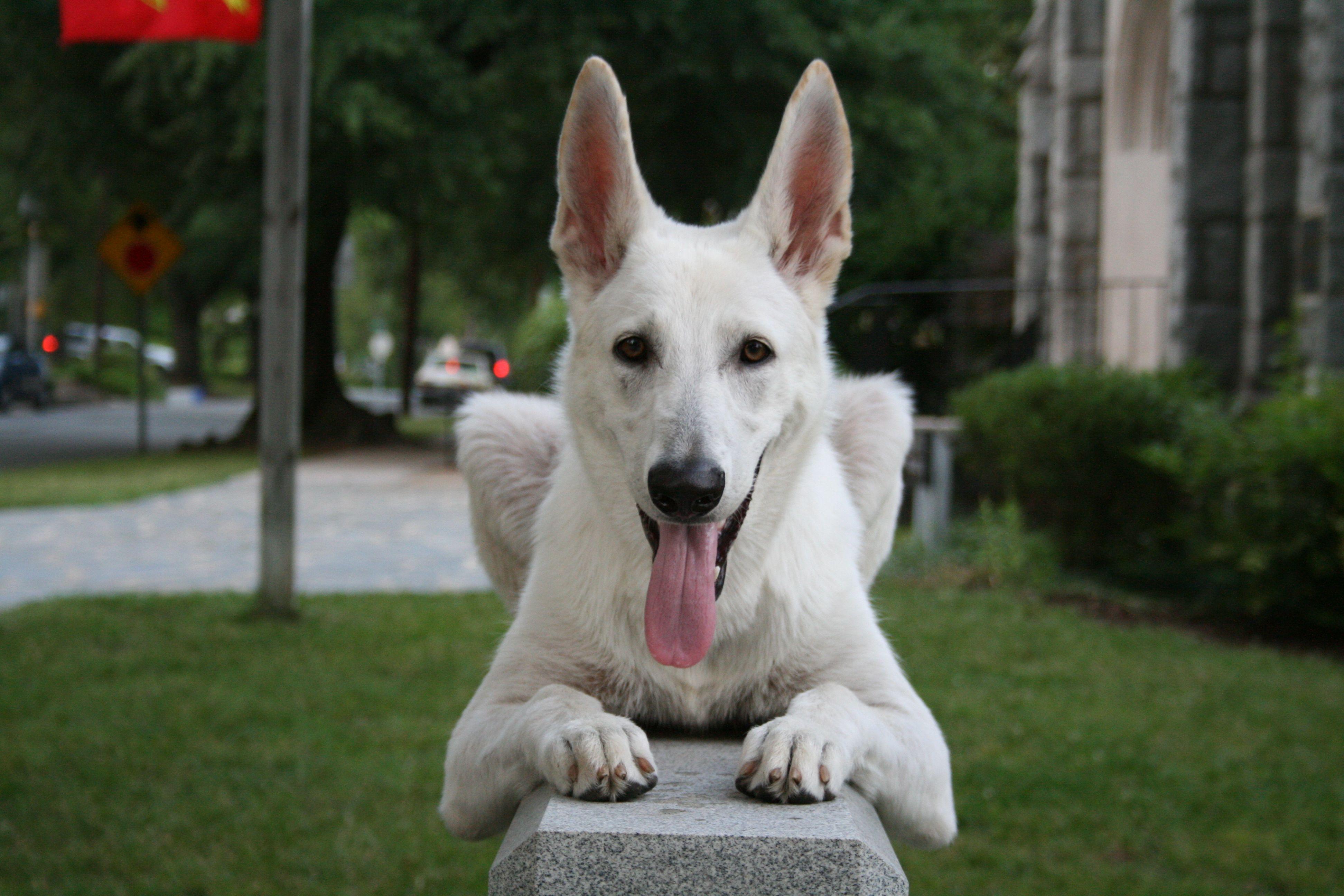 3888x2592 White Shepherd Dog looking at you photo and wallpaper. Beautiful White Shepherd Dog looking at you picture