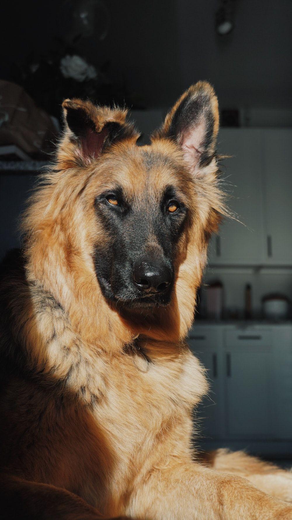 1000x1777 German Shepherd Dog Picture [HD]. Download Free Image