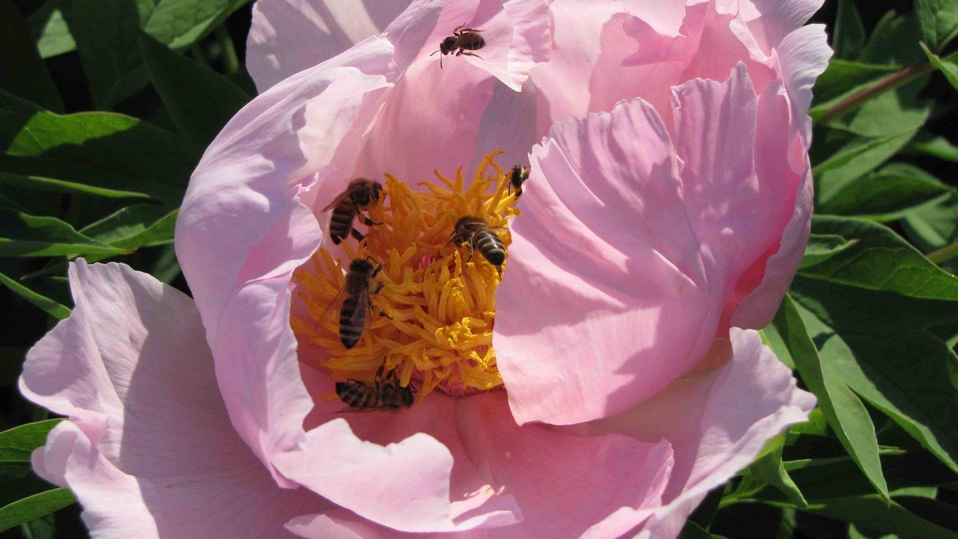 1920x1080 Peony Tag wallpaper: Pink Peony Black Flower Picture Sakura. Still