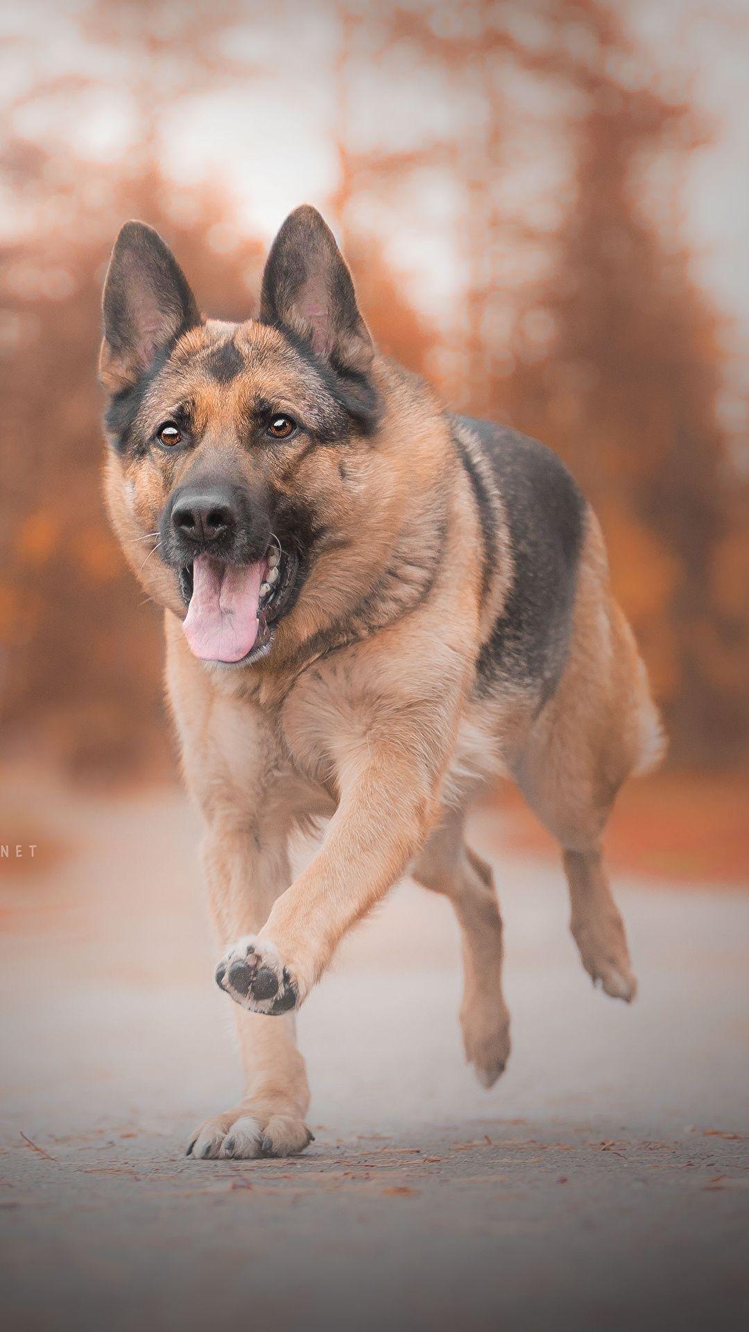 1080x1920 Photos German Shepherd dog Running Tongue animal 1080x1920