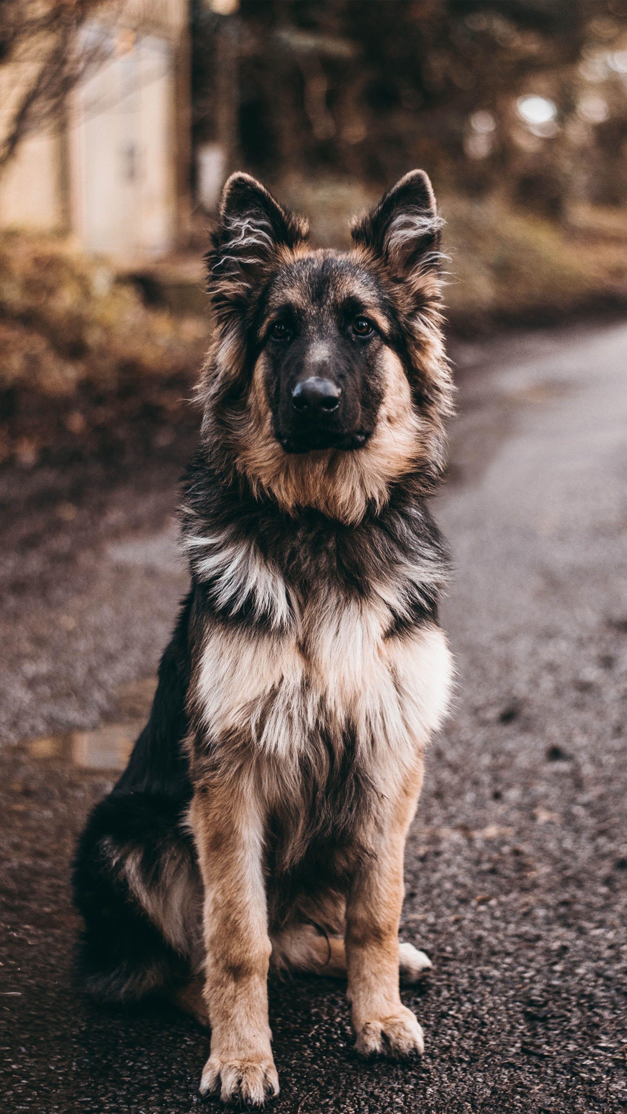 German Shepherd Phone Wallpapers - Top Free German Shepherd Phone