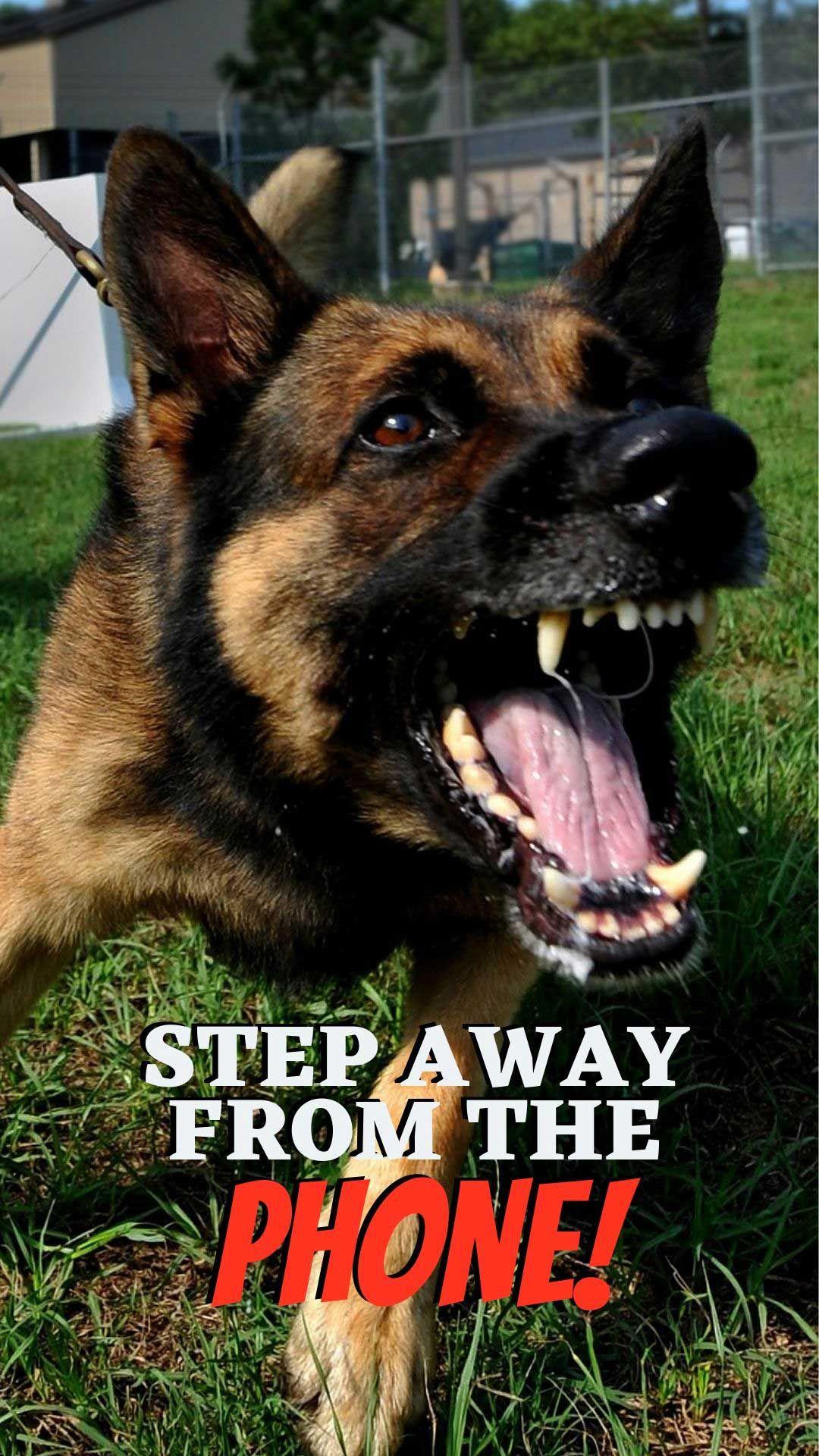 1080x1920 free dog wallpaper i phone and Android. 20 HD Sized homescreen wallpaper Dog Picture. German shepherd wallpaper, Dog wallpaper, Dog phone