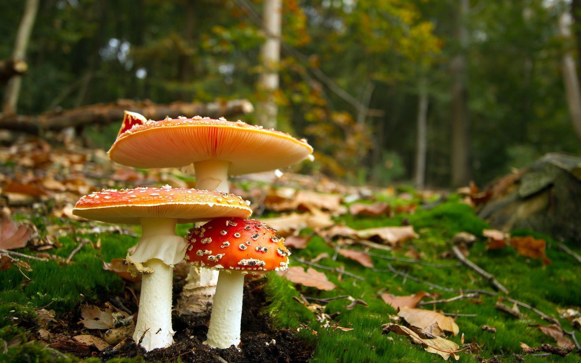 Mushrooms Wallpapers - Top Free Mushrooms Backgrounds - WallpaperAccess Mushrooms Wallpapers - Top Free Mushrooms Backgrounds - WallpaperAccess