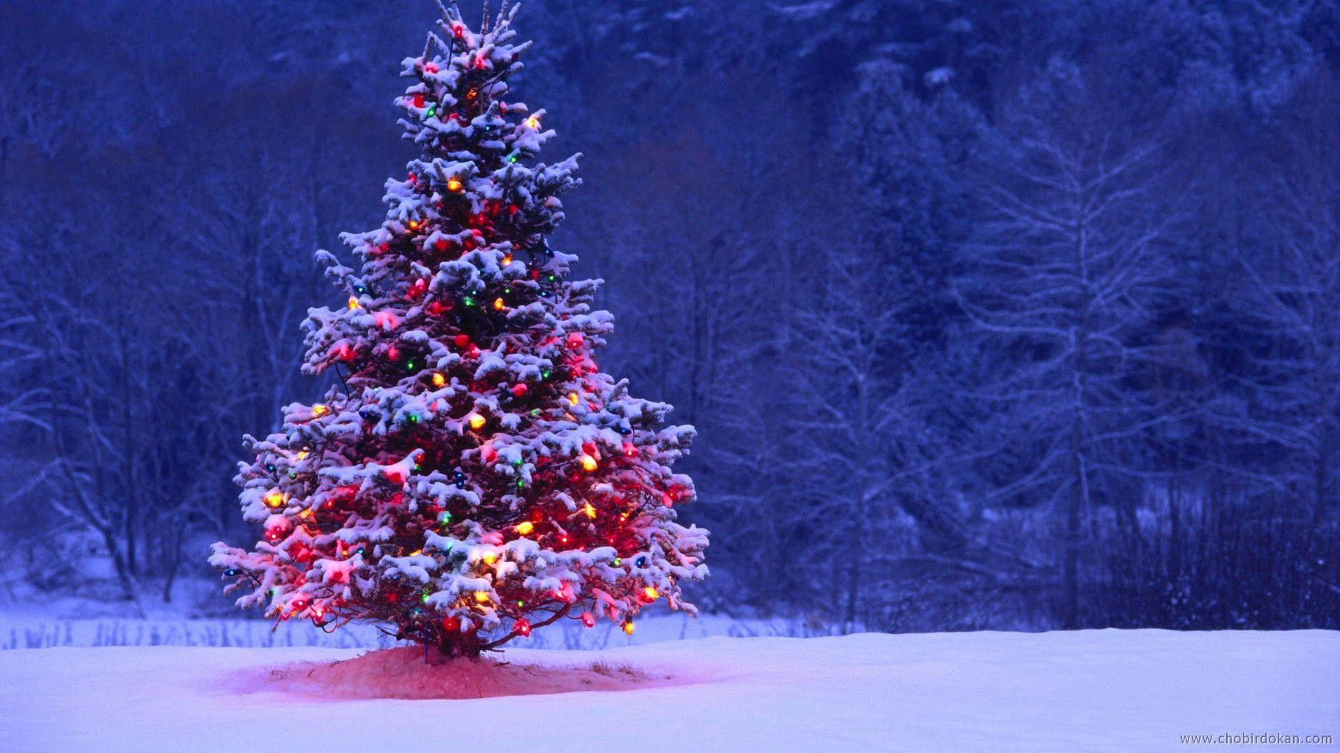 Snowy Christmas Tree Wallpapers - Top Free Snowy Christmas Tree Backgrounds  - WallpaperAccess