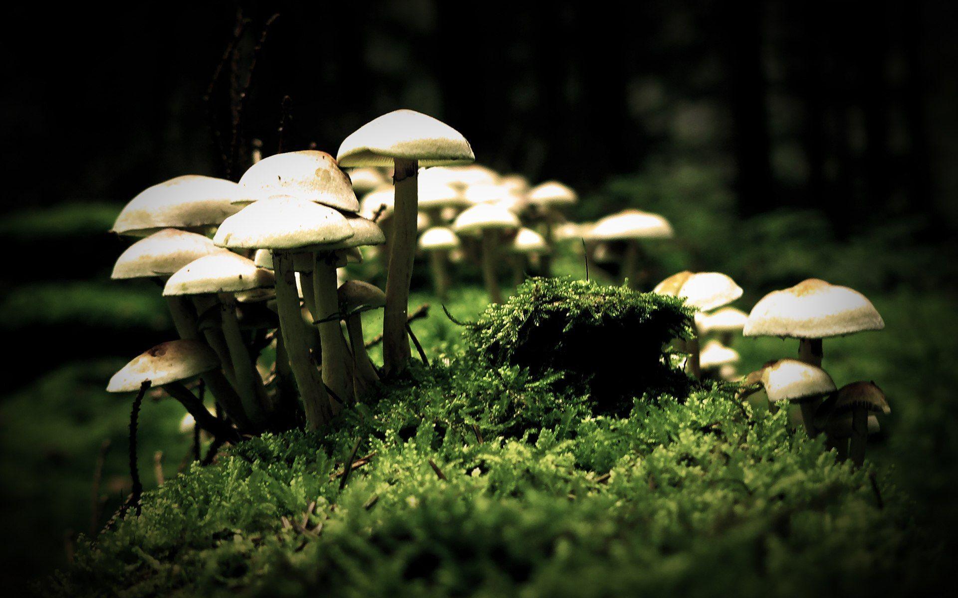 1920x1200 Mushroom Wallpaper