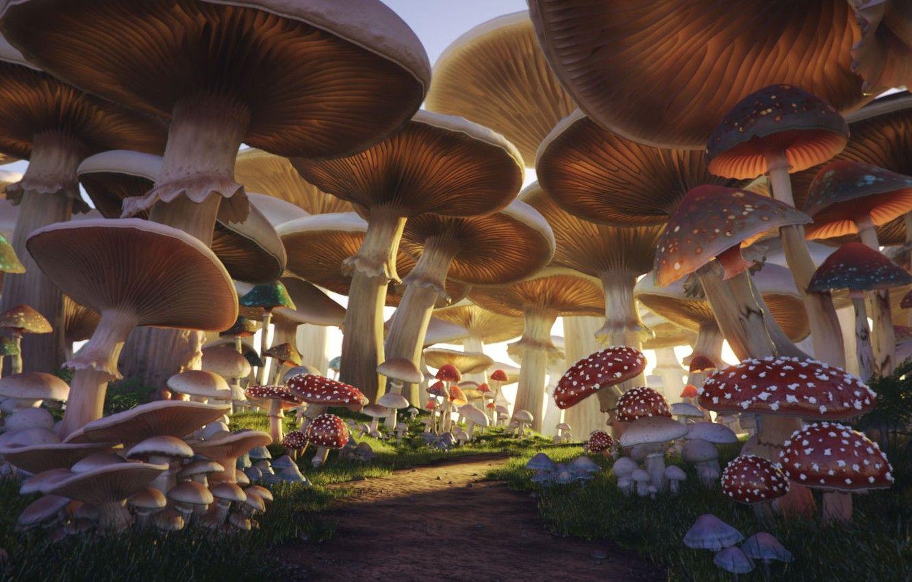 Mushrooms Wallpapers Top Free Mushrooms Backgrounds Wallpaperaccess