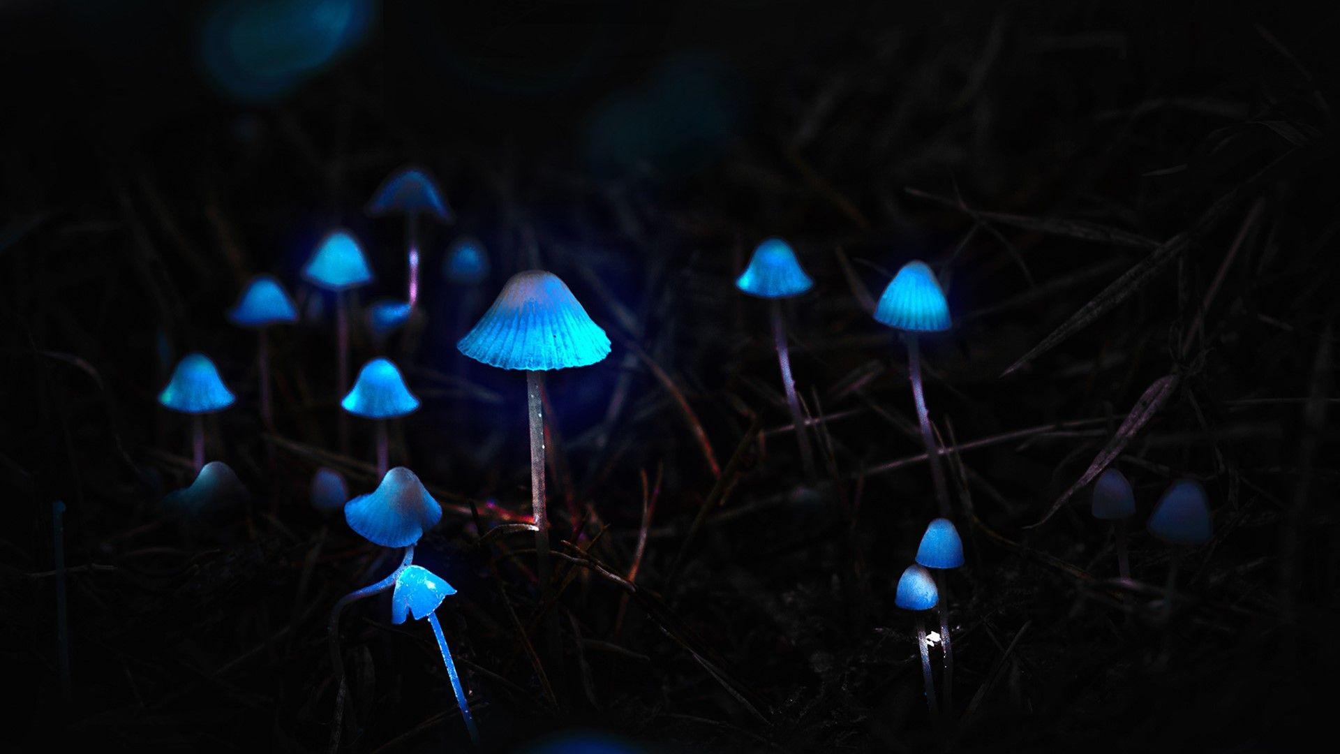 1920x1080 Mushrooms Wallpaper 48916