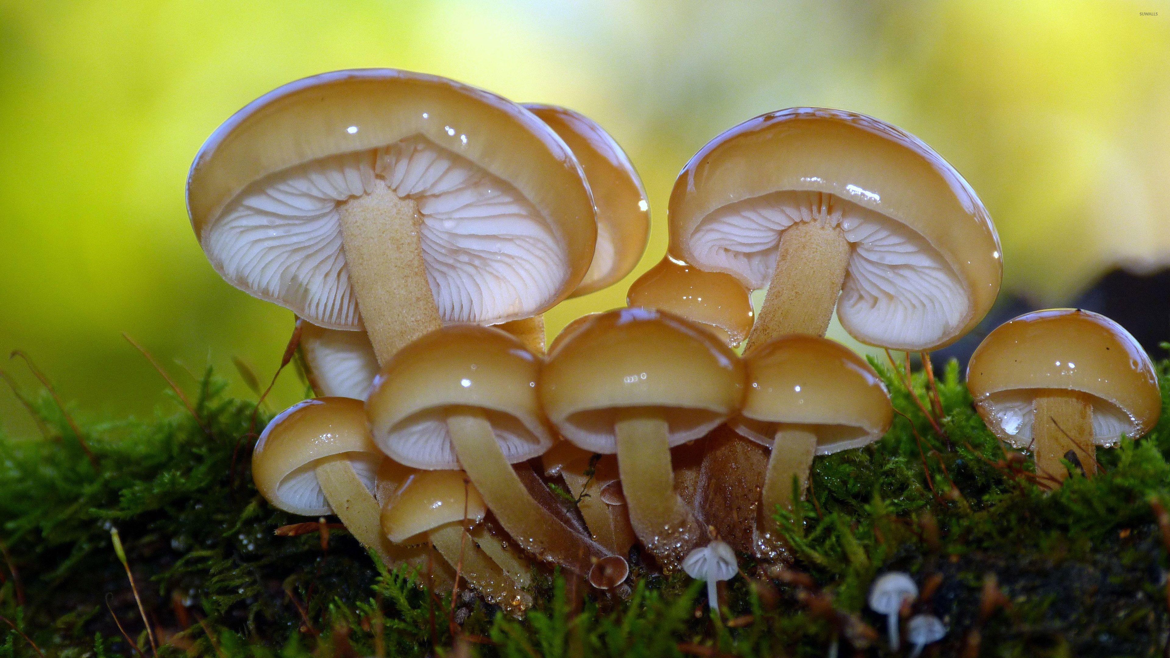 3840x2160 Shiny mushrooms wallpaper wallpaper