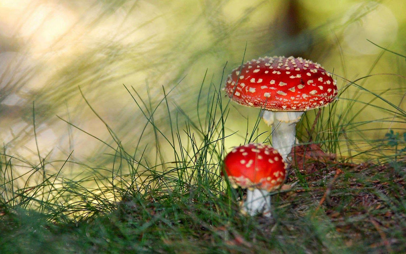 1600x1000 wallpaper: Mushrooms Wallpaper
