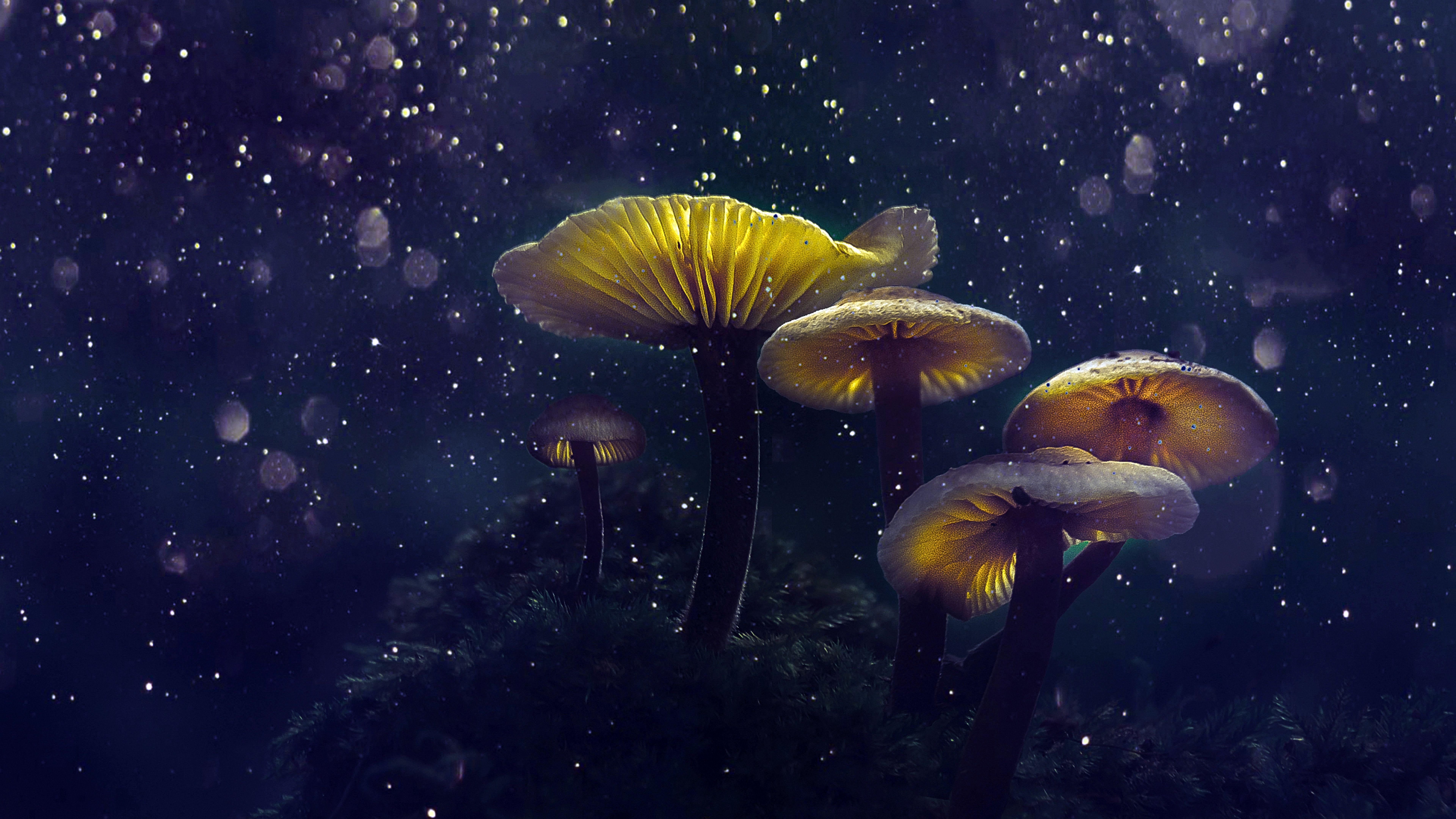 Mushrooms Wallpapers - Top Free Mushrooms Backgrounds - WallpaperAccess