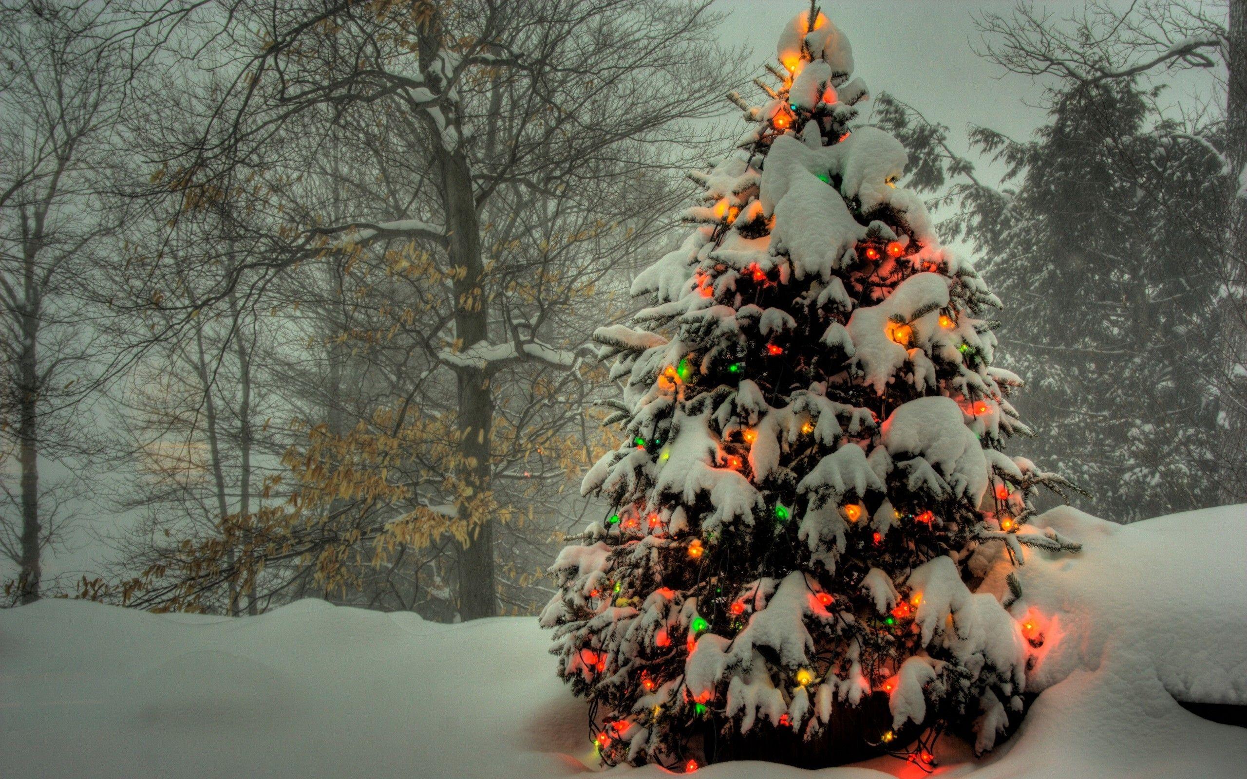 2560x1600 Christmas trees wallpaper