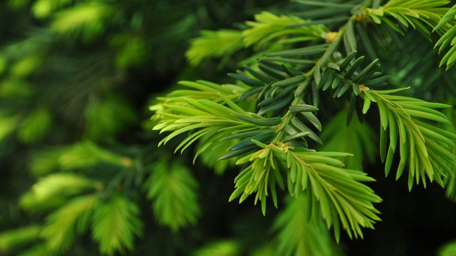 1920x1080 Green nature trees Christmas trees pine trees wallpaperx1080