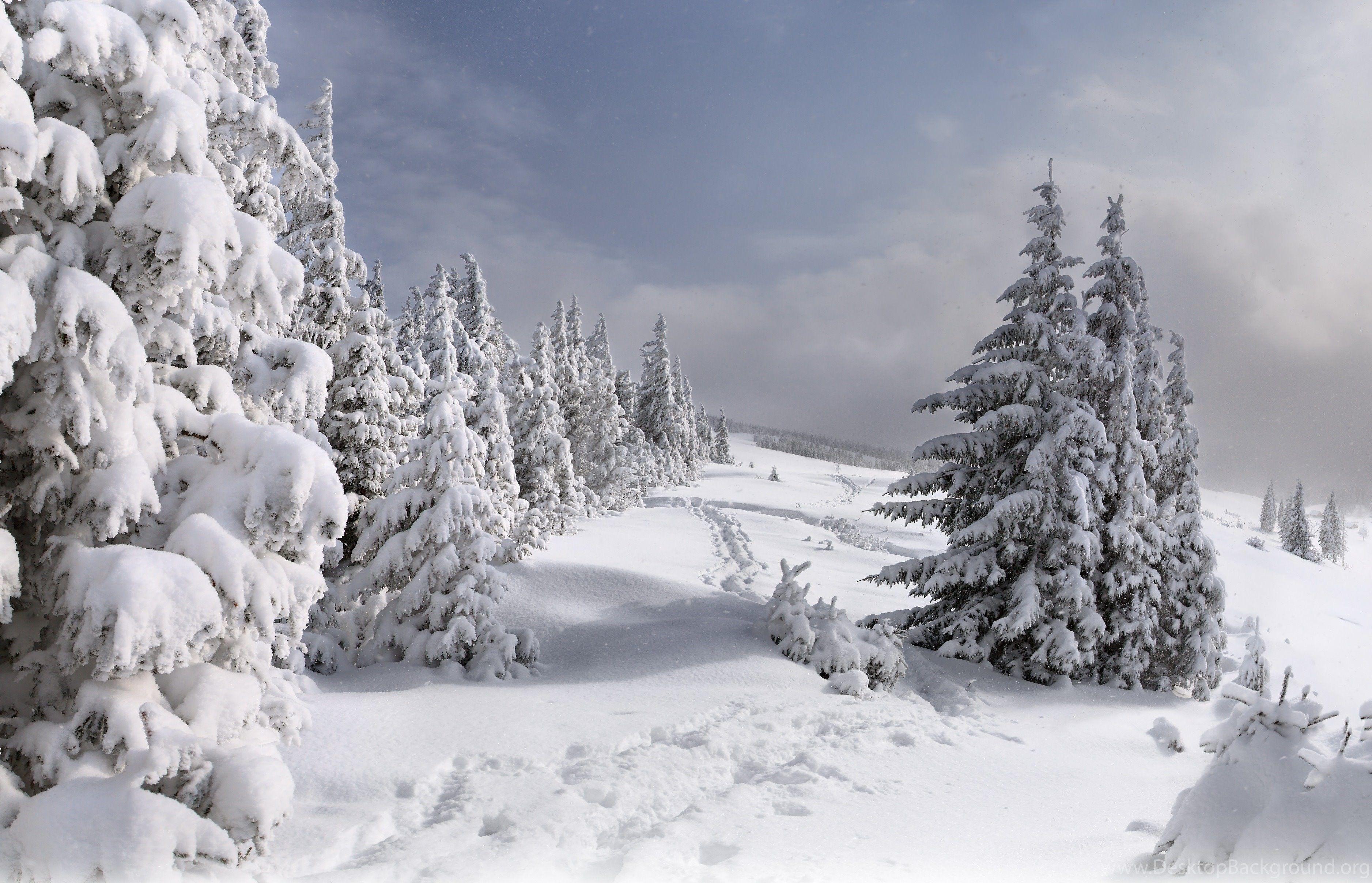 3753x2416 Christmas Tree Covered With Snow Wallpaper And Image. Desktop Background