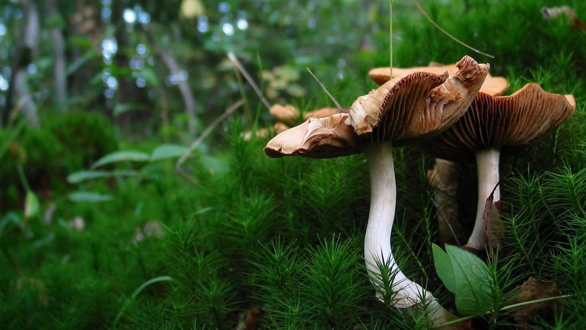 1920x1080 Mushrooms Wallpaper HD for Android