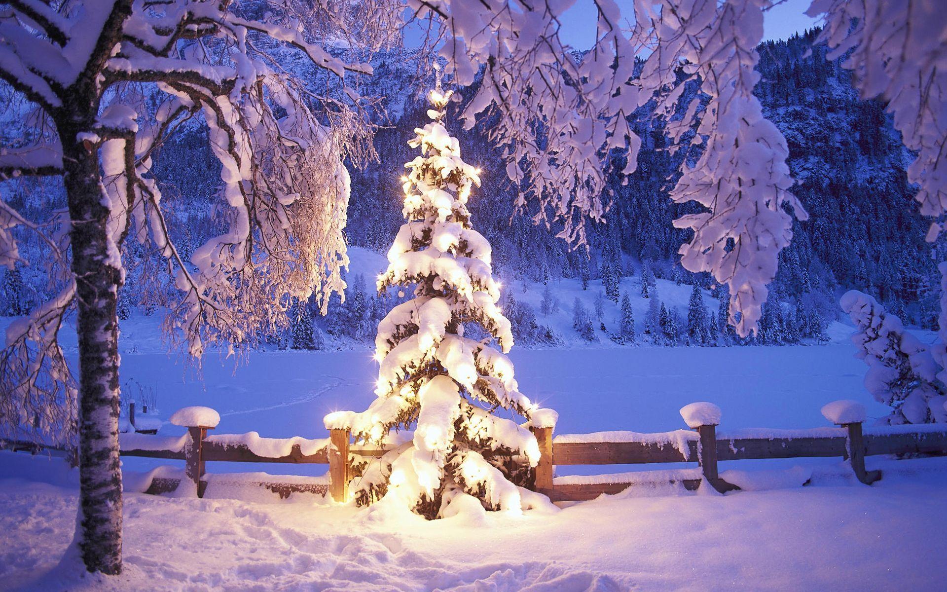 1920x1200 Lighted Christmas Tree Wallpaper (1920x 493.05 Kb)