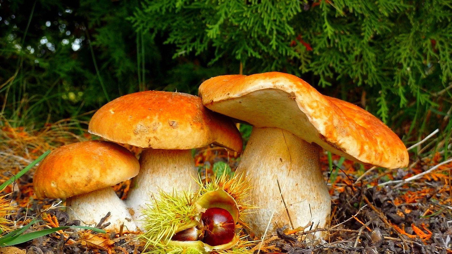 1920x1080 mushrooms HD wallpaper 588 - Mushrooms HD Wallpaper