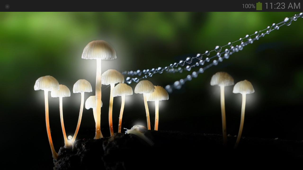 1280x720 Mushrooms Wallpaper for Android