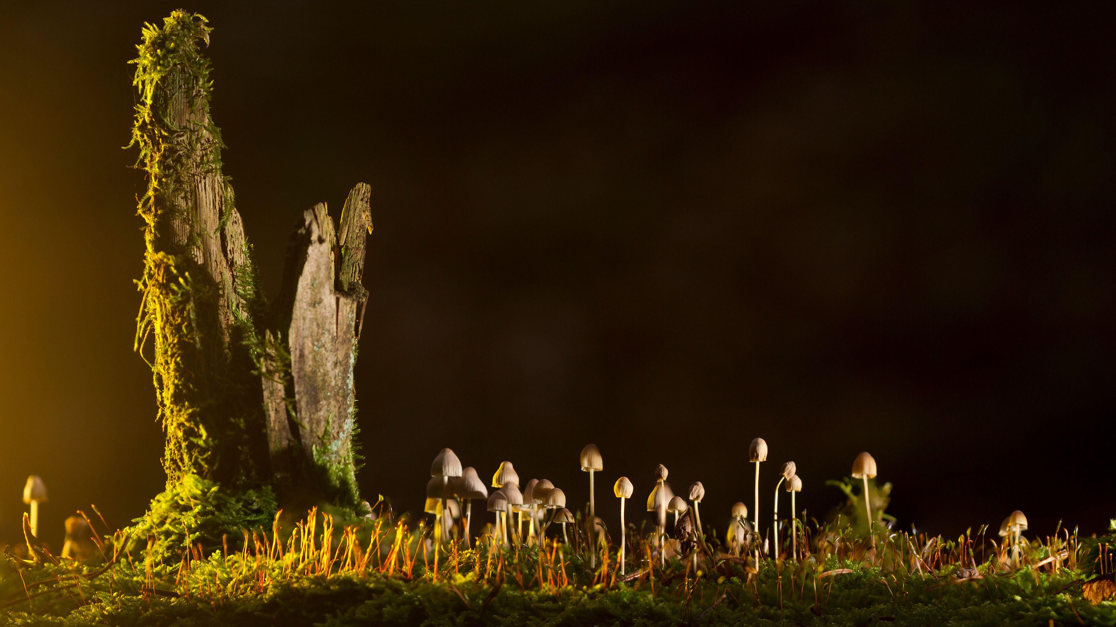 3840x2160 Mushrooms 4K Chromebook Wallpaper