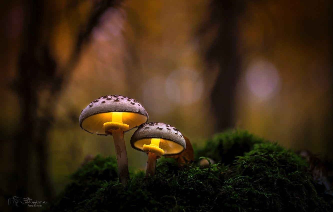 1332x850 Wallpaper autumn, forest, macro, light, nature, mushrooms image for desktop, section макро
