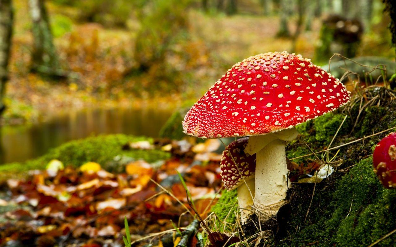 1280x800 Mushroom Wallpaper