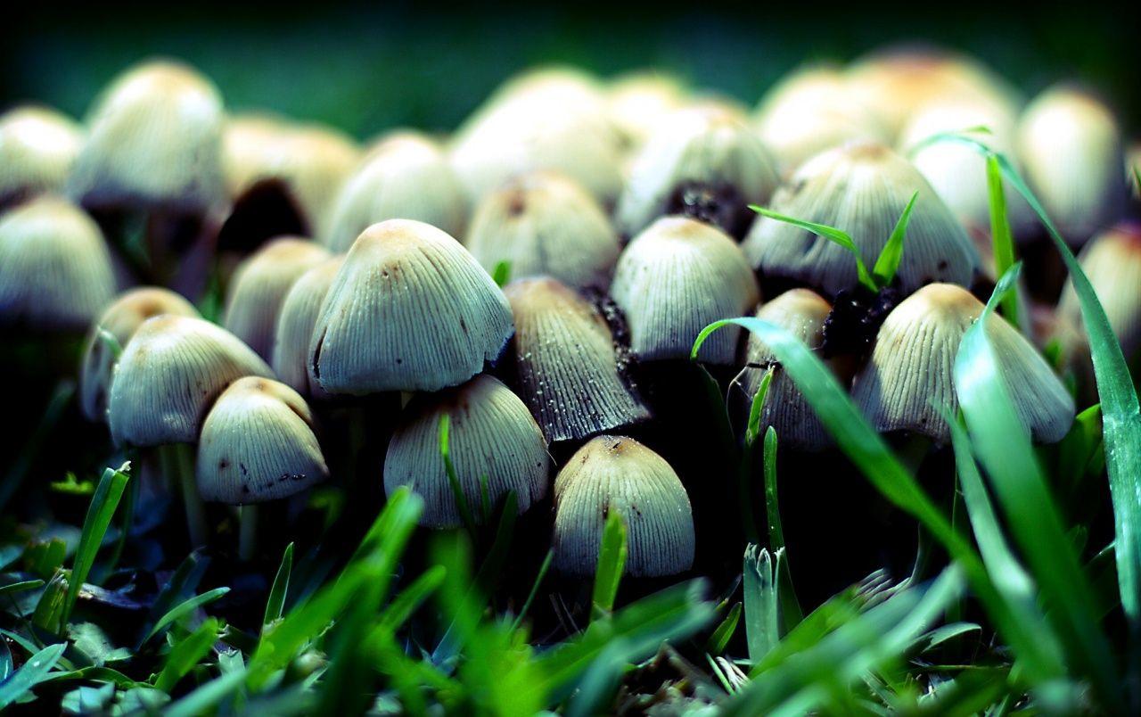 1280x804 Mushrooms wallpaper. Mushrooms