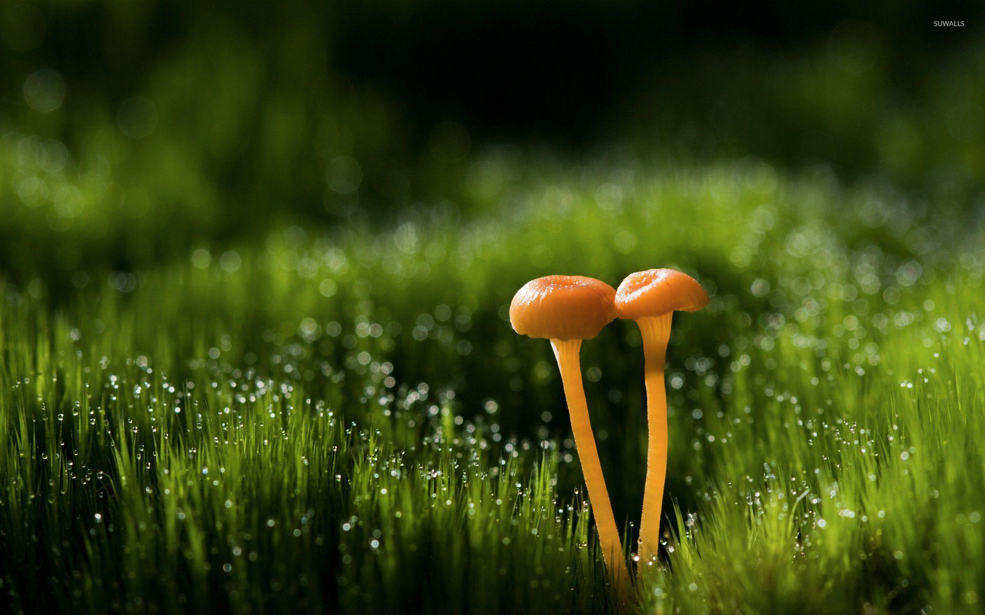 1920x1200 Free download Mushrooms wallpaper Photography wallpaper 23670 [1920x1200] for your Desktop, Mobile & Tablet. Explore Mushrooms Wallpaper. Shroom Wallpaper, Mario Mushroom Wallpaper, Morel Mushroom Wallpaper