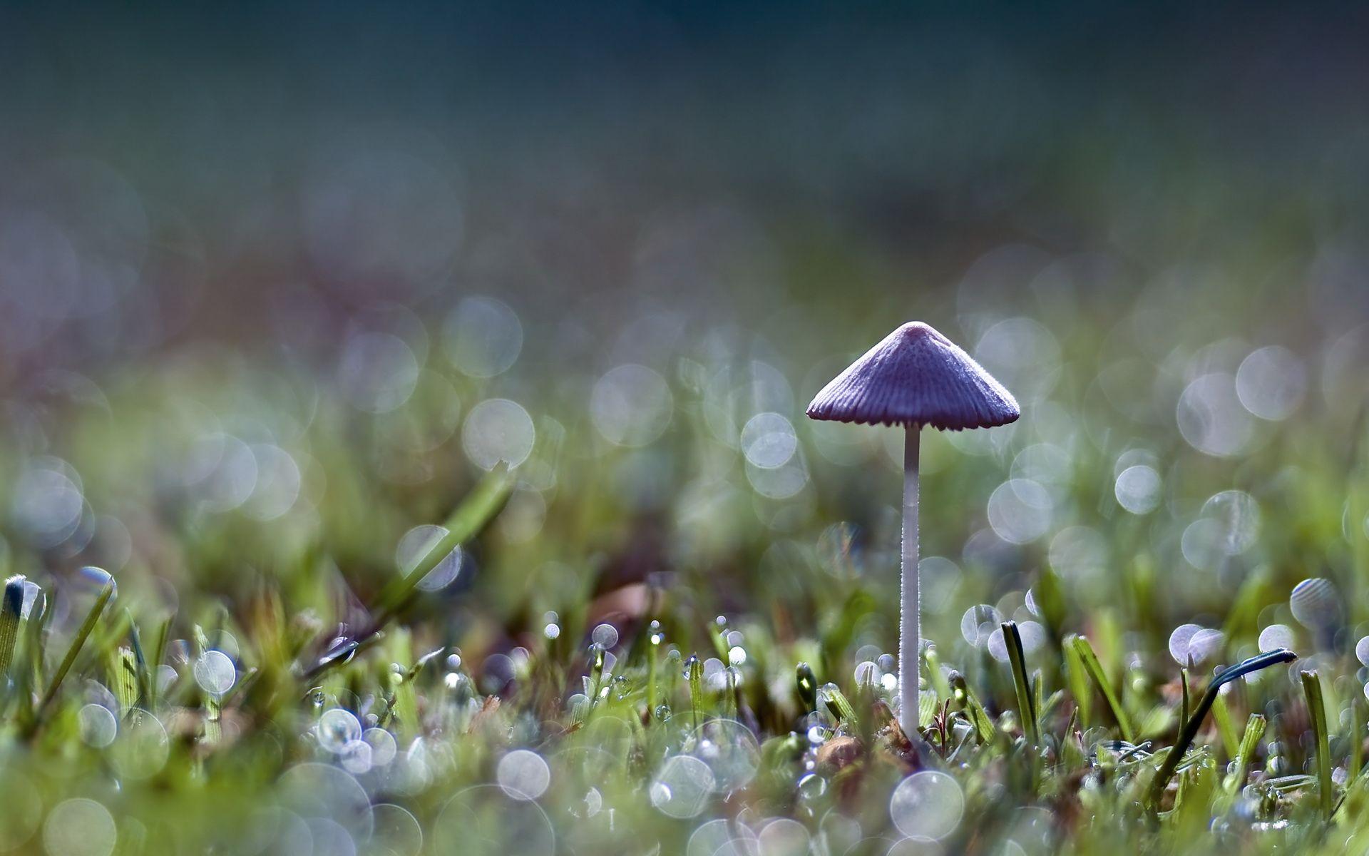 1920x1200 Mushroom Wallpaper