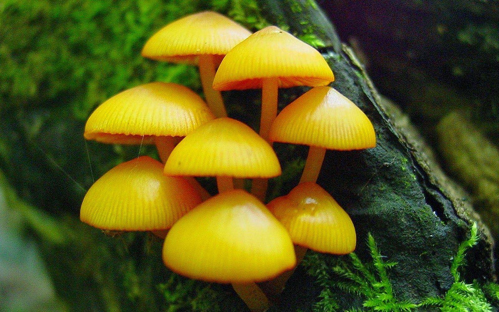 1600x1000 Clovisso Wallpaper Gallery: Mushrooms Wallpaper