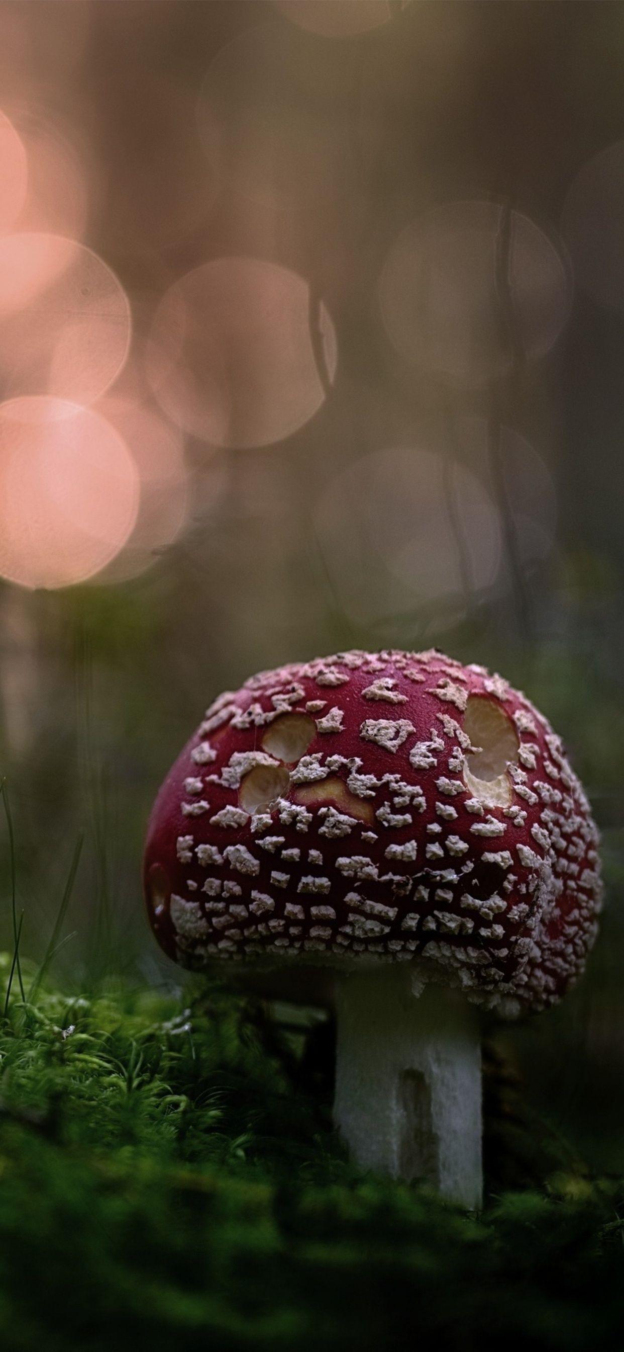 1242x2688 Mushroom iPhone XS MAX HD 4k Wallpaper, Image, Background, Photo and Picture