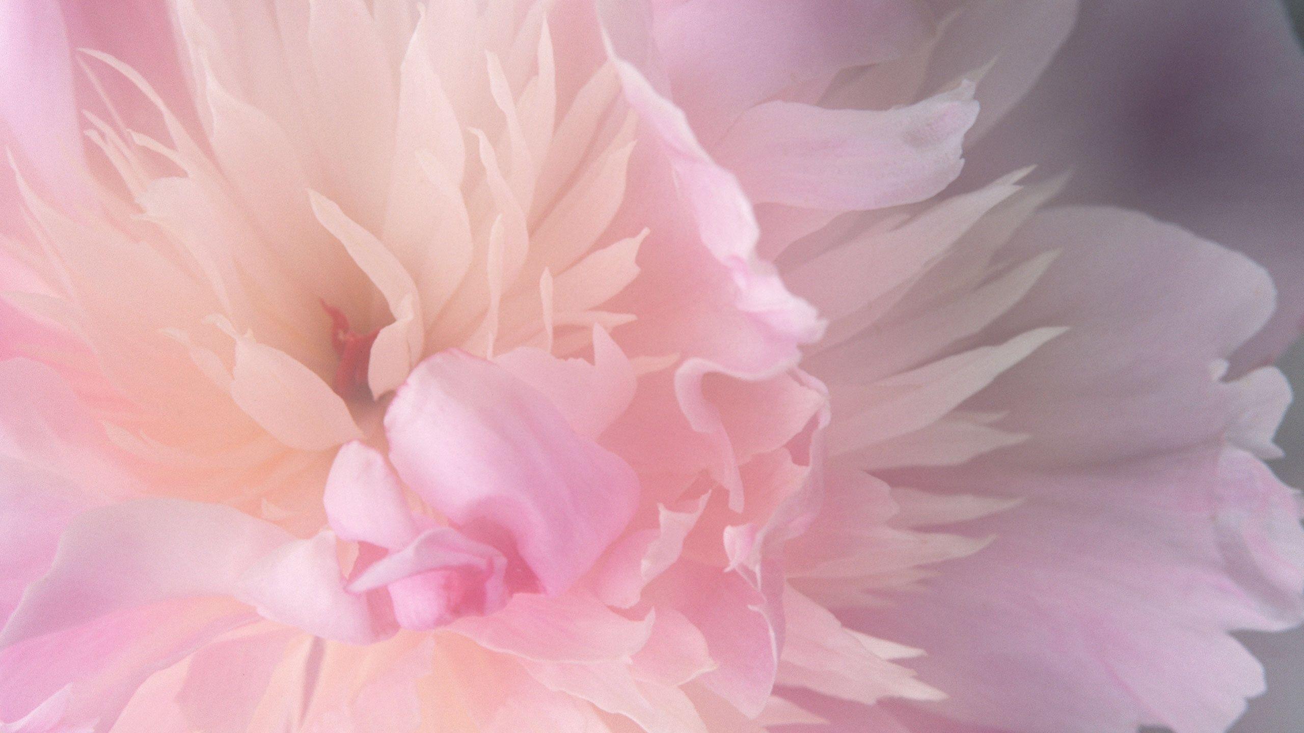 2560x1440 Peony desktop PC and Mac wallpaper