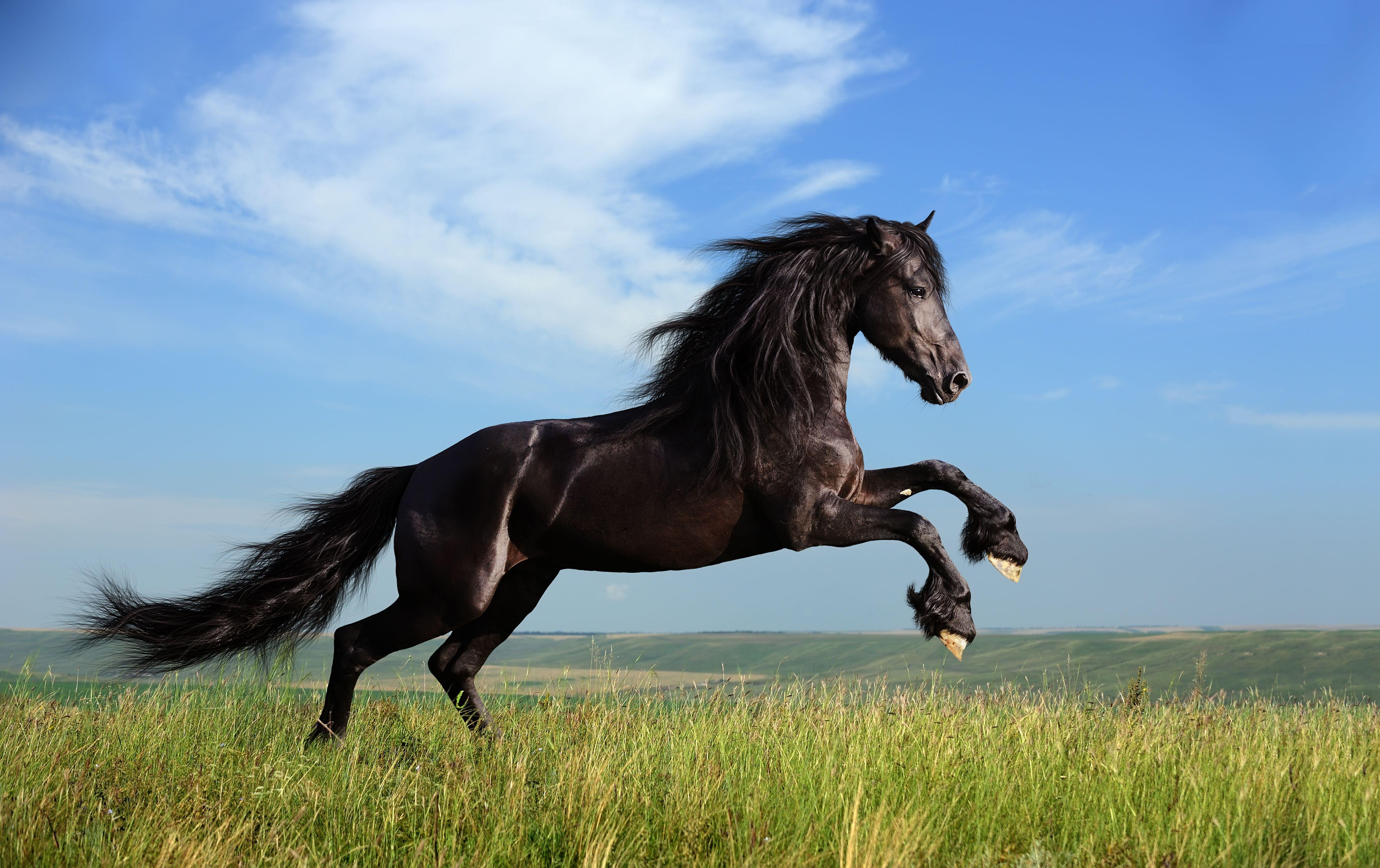 Horse Wallpapers - Top Free Horse Backgrounds - WallpaperAccess