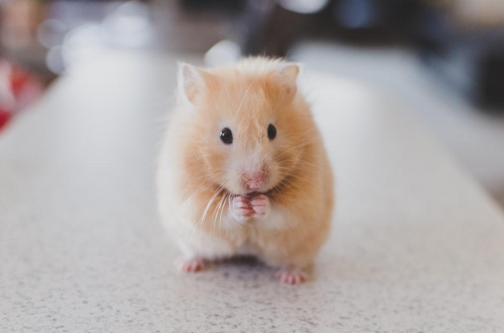 1000x662 Cute Wallpaper: Free HD Download