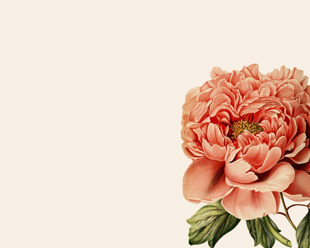 Peony Desktop Wallpapers - Top Free Peony Desktop Backgrounds