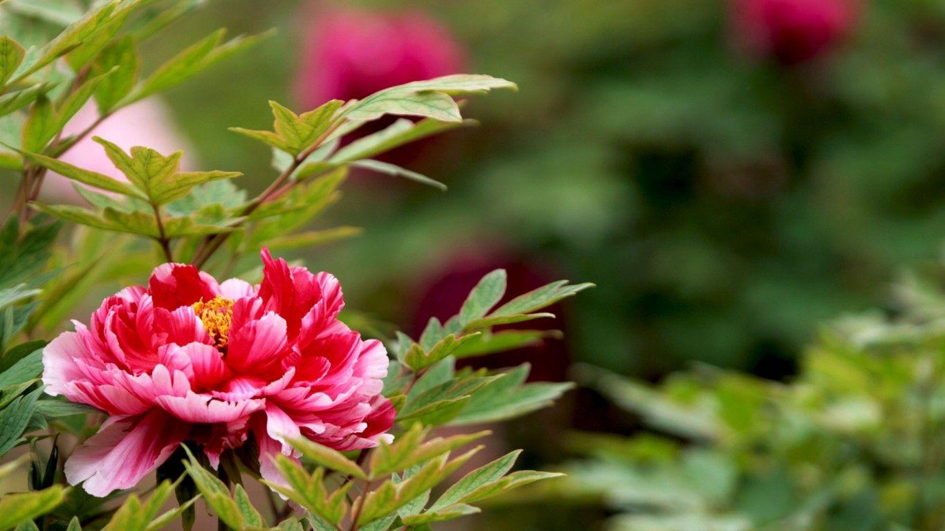 1366x768 peony desktop background Desktop Wallpaperk HD